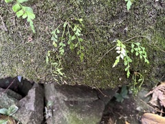 Polystichum formosanum