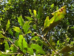 Aidia cochinchinensis