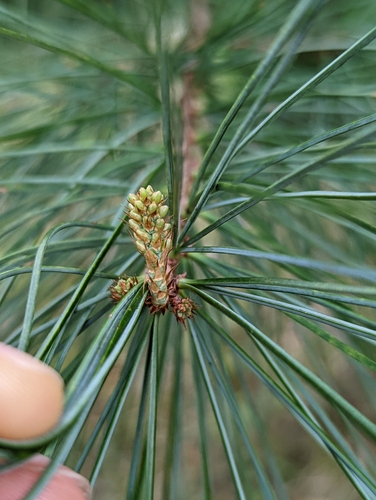 Taiwan white pine (Pinus morrisonicola)