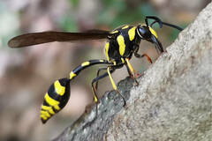 Phimenes flavopictus