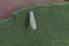 Neoaliturus tenellus