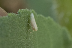 Neoaliturus tenellus