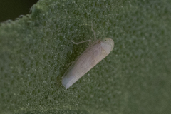 Neoaliturus tenellus