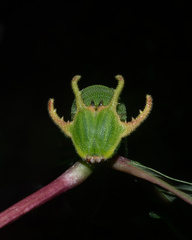 Polyura schreiber