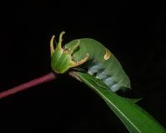 Polyura schreiber