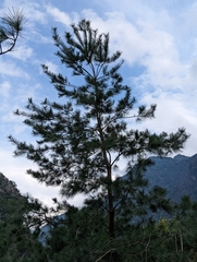 Pinus morrisonicola