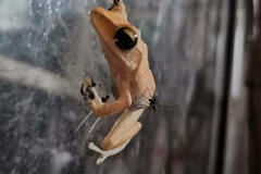 Polypedates megacephalus