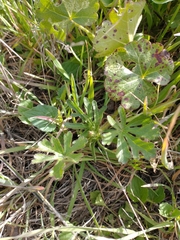 Sidalcea sparsifolia
