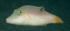 Canthigaster compressa
