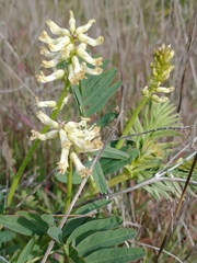Astragalus pomonensis