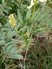 Astragalus pomonensis