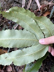 Dryopteris pseudosieboldii