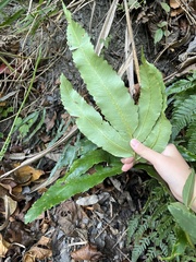 Dryopteris pseudosieboldii