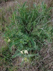 Astragalus pomonensis