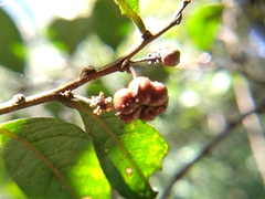 Glochidion acuminatum