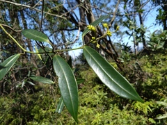 Anodendron affine