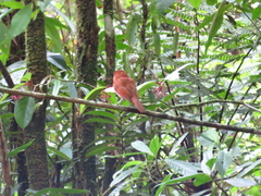 Rhytipterna holerythra