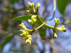 Anodendron affine