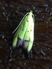 Gymnobathra flavidella