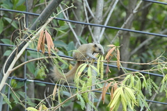 Callosciurus caniceps