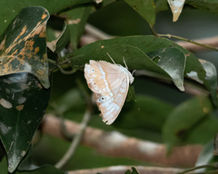 Eulaceura osteria