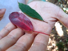 Elaeocarpus japonicus