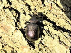 Calosoma inquisitor