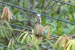 Callosciurus caniceps