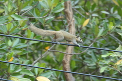 Callosciurus caniceps