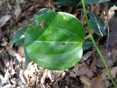 Smilax china