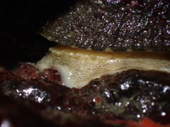 Diodora