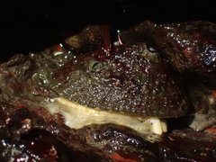 Diodora