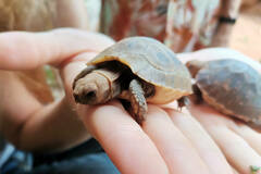 Indotestudo elongata