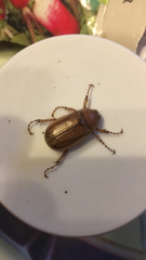 Amphimallon solstitiale