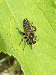 Laxenecera albicincta