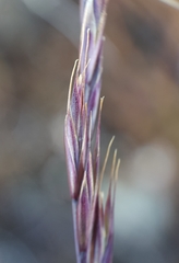 Festuca borbonica