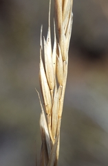 Festuca borbonica