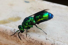Chrysidoidea