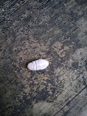Coelostomidia