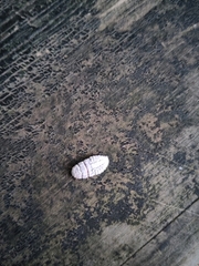Coelostomidia