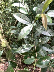 Pyrenaria microcarpa