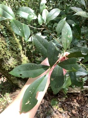 Pyrenaria microcarpa