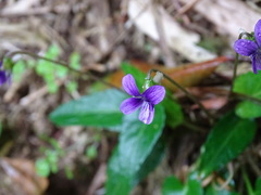 Viola inconspicua nagasakiensis