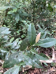 Pyrenaria microcarpa