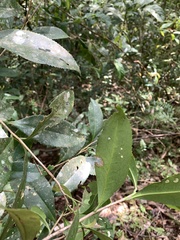 Pyrenaria microcarpa