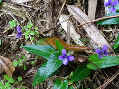 Viola inconspicua nagasakiensis