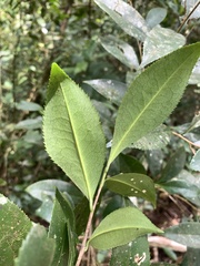 Pyrenaria microcarpa