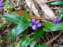 Viola inconspicua nagasakiensis
