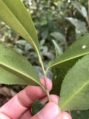 Pyrenaria microcarpa