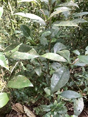 Pyrenaria microcarpa